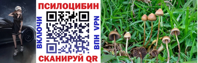 Купить  Петухово  Псилоцибиновые грибы MAGIC MUSHROOMS 